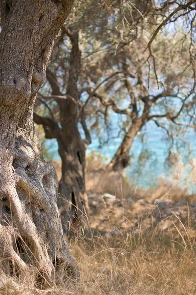 Antigo jardim de oliveiras — Fotografia de Stock