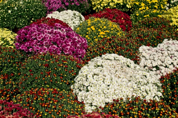Bellissimo mazzo estivo di fiori — Foto Stock