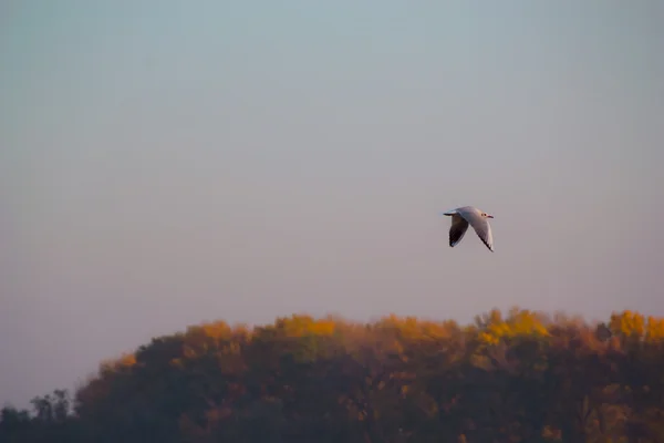 stock image Gull over danube forest