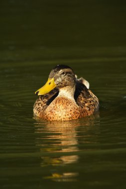 Female mallard duck on a pond clipart