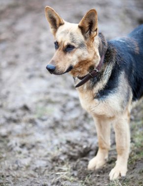 Alman çoban köpeği