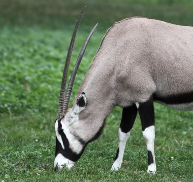 Gemsbok antelope (Oryx gazella) clipart