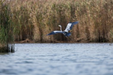 Grey heron in flight clipart