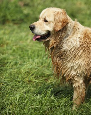 sonra duş Golden retriever.