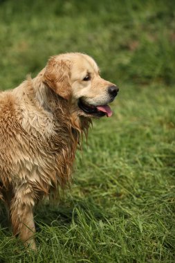 sonra duş Golden retriever.