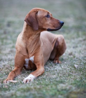 Rodezya ridgeback köpek