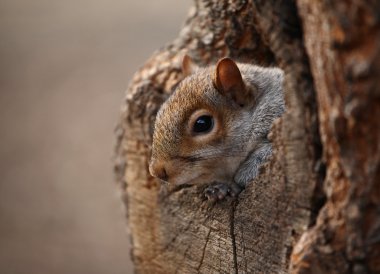 Cute squirrel looks out of her hole. clipart