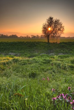 Beautiful spring scenery with sun setting behind blossoming tree. clipart