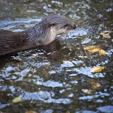 Otter - the cutest european mammal clipart