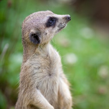 tetikte meerkat nöbet