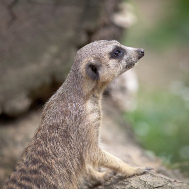 tetikte meerkat nöbet