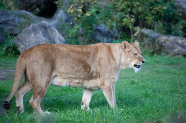 Görkemli bir dişi aslan (Panthera Leo portresi yakın çekim)