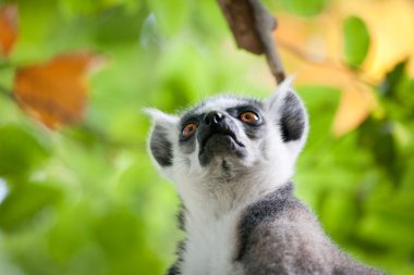 Lemur kata (Lemur catta) clipart