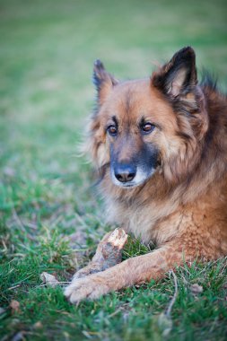 Belçika çoban köpeği