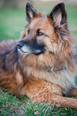 Belçika çoban köpeği