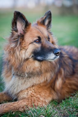 Belçika çoban köpeği