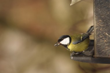 Great tit sitting on a feeder clipart