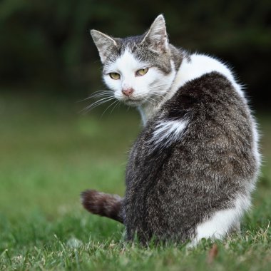 Yeşil çimenlerin üzerinde oturan sevimli yavru kedi