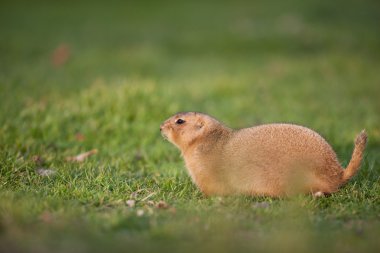 Siyah kuyruklu çayır köpeği