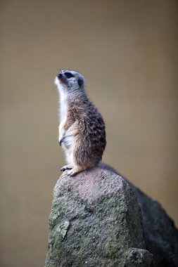 tetikte meerkat nöbet