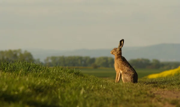 一只野兔，坐在田埂上. — 图库照片