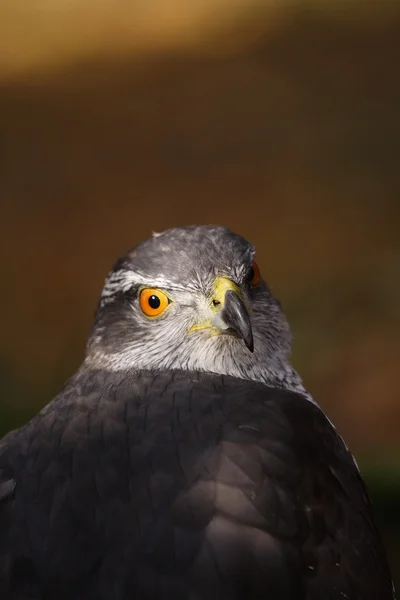 Falco maestoso — Foto Stock