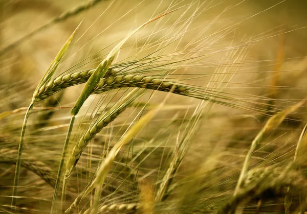 Ears of ripe barley growing on a farm field — Stock Photo, Image