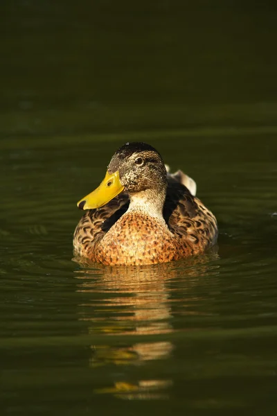 Kadın yeşilbaş ördek gölet üzerinde — Stok fotoğraf