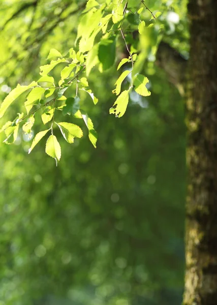 Όμορφο καταπράσινο φυσικό περιβάλλον - υποκατάστημα δέντρο οξιών που φωτίζονται από το — Φωτογραφία Αρχείου