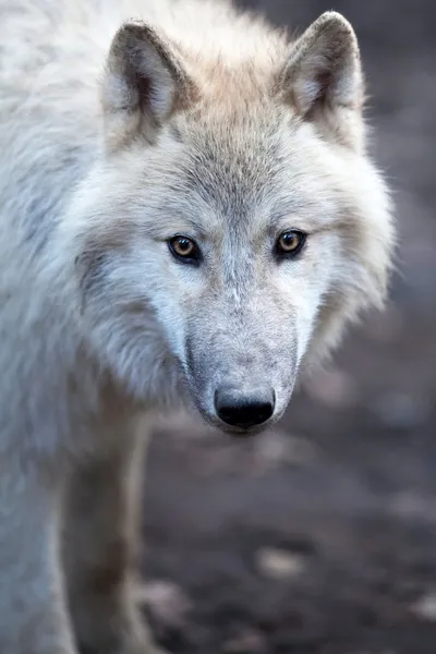 Vista de perto de um lobo macho (Canis lupus ) — Fotografia de Stock