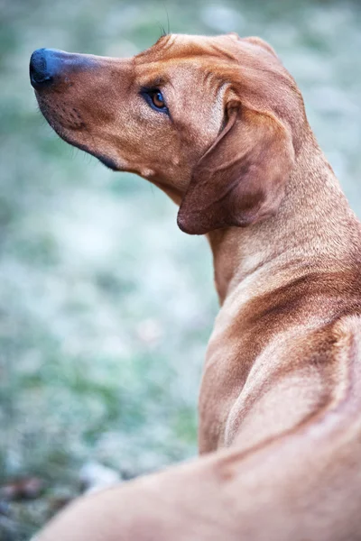 Pes rhodéský ridgeback — Stock fotografie