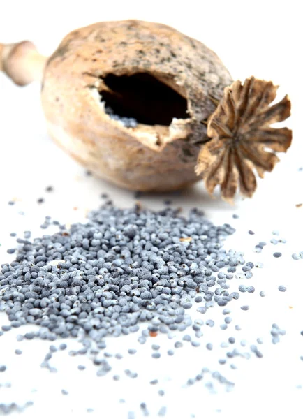 stock image Poppy head and poppy seed poured out on white surface