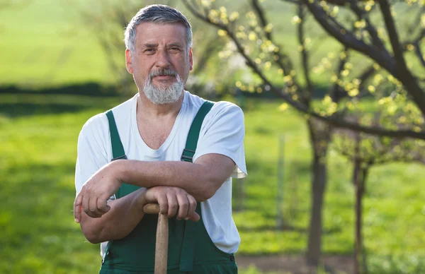 Porträtt av en äldre man trädgårdsskötsel i sin trädgård — Stockfoto