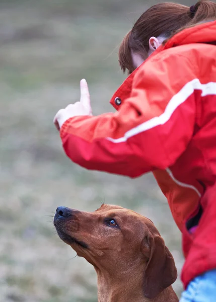 Mestre e seu cão obediente (rhodesian ridgeback) — Fotografia de Stock
