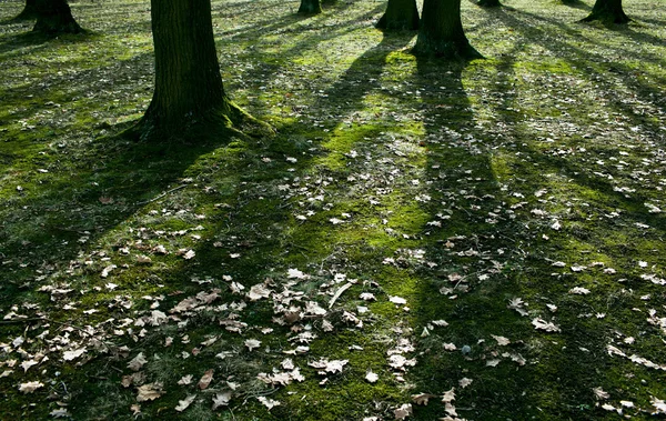 긴 그림자를 주조 하는 숲에서 낮은 이른 봄 석양 — 스톡 사진