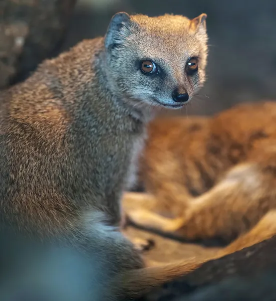 Suricate engraçado e bonito (meerkat) na luz morna de uma lâmpada de calor — Fotografia de Stock