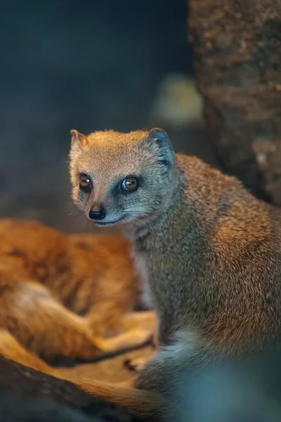 Roliga och söta suricate (meerkat) varm belysning av en värmelampa — Stockfoto