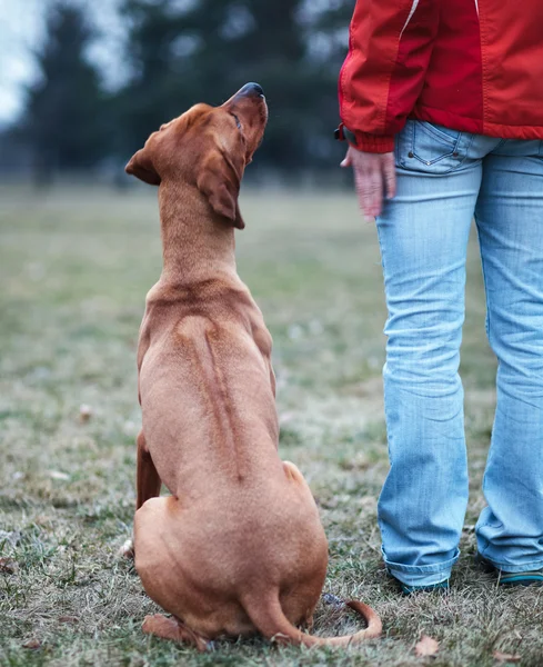 Master and her obedient (rhodesian ridgeback) dog — Stock Photo, Image