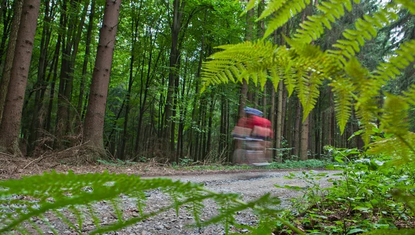 Ciclismo de montaña en un bosque - ciclista en una ruta de ciclismo forestal goi — Foto de Stock