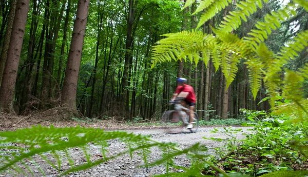 Mountain biking in a forest - biker on a forest biking trail goi — Stock Photo, Image