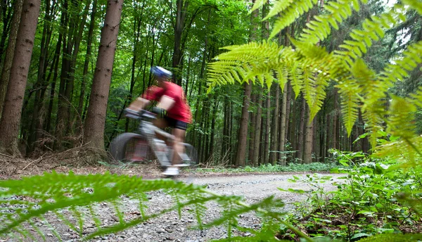 Mountain biking in a forest - biker on a forest biking trail goi — Stock Photo, Image