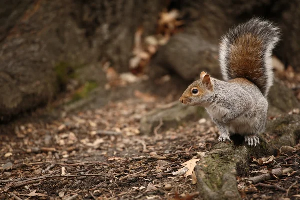 Schattige eekhoorn in central park. — Stockfoto