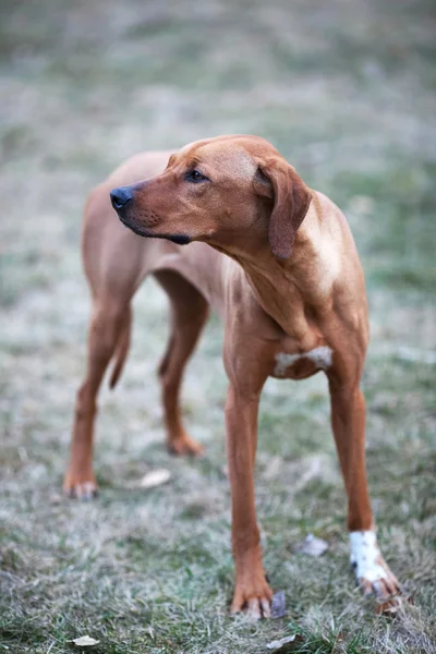 Rhodesian ridgeback kutyát — Stock Fotó