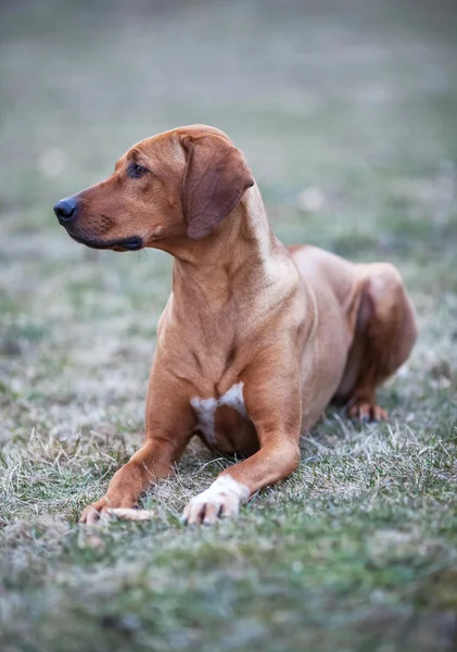 Rhodesischer Ridgeback-Hund — Stockfoto