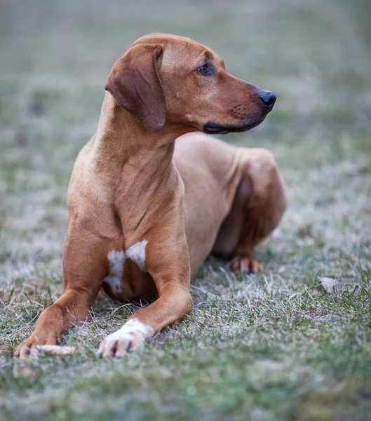 Rhodesian ridgeback hond — Stockfoto