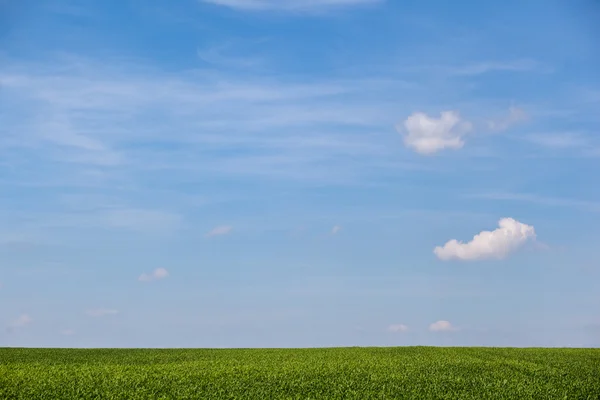 Прекрасне літнє поле з блакитним небом над ним — стокове фото