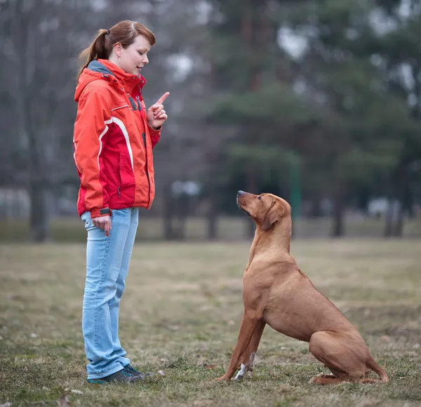 Master and her obedient (rhodesian ridgeback) dog — Stock Photo, Image