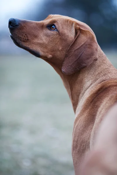 Родезійськими ріджбек собака — стокове фото