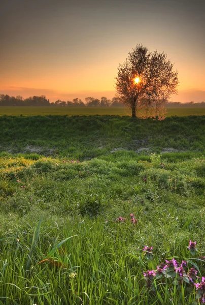 Krásný jarní krajina s slunce za Kvetoucí strom. — Stock fotografie