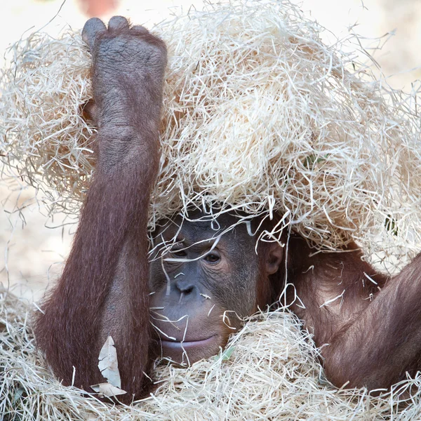 Orangotango bonito escondido sob feno — Fotografia de Stock